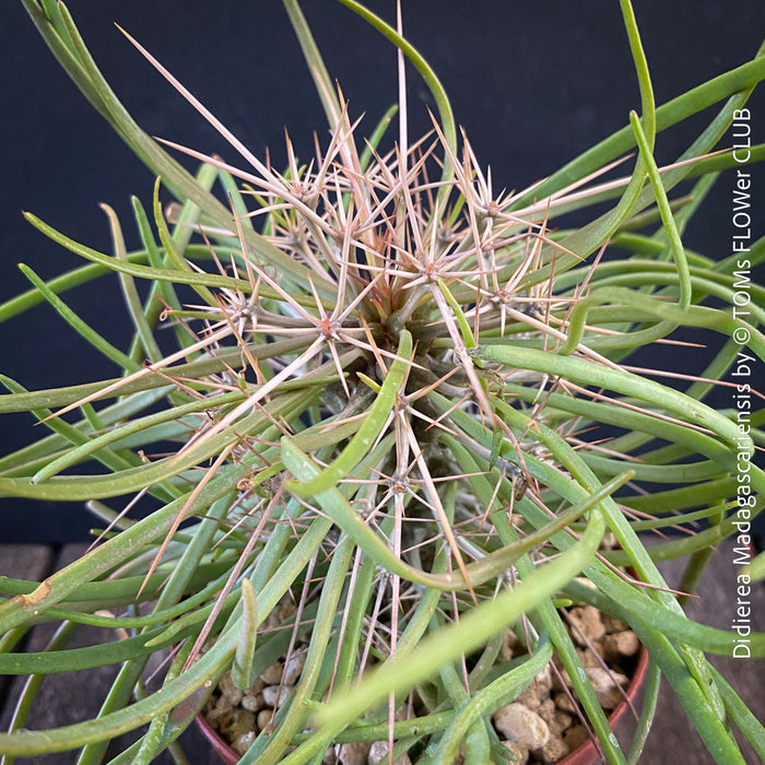 Didierea madagascariensis, organically grown succulent plants from Madagaskar for sale at TOMs FLOWer CLUB.