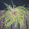 Didierea madagascariensis, organically grown succulent plants from Madagaskar for sale at TOMs FLOWer CLUB.