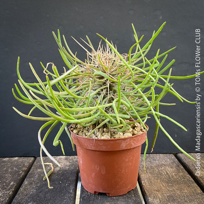 Didierea madagascariensis, organically grown succulent plants from Madagaskar for sale at TOMs FLOWer CLUB.