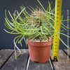 Didierea madagascariensis, organically grown succulent plants from Madagaskar for sale at TOMs FLOWer CLUB.