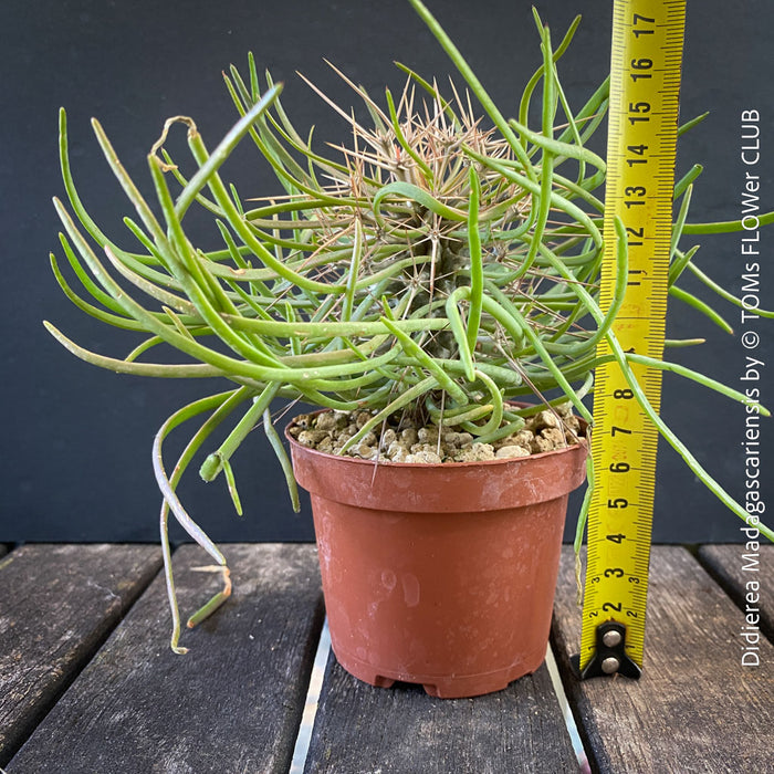Didierea madagascariensis, organically grown succulent plants from Madagaskar for sale at TOMs FLOWer CLUB.