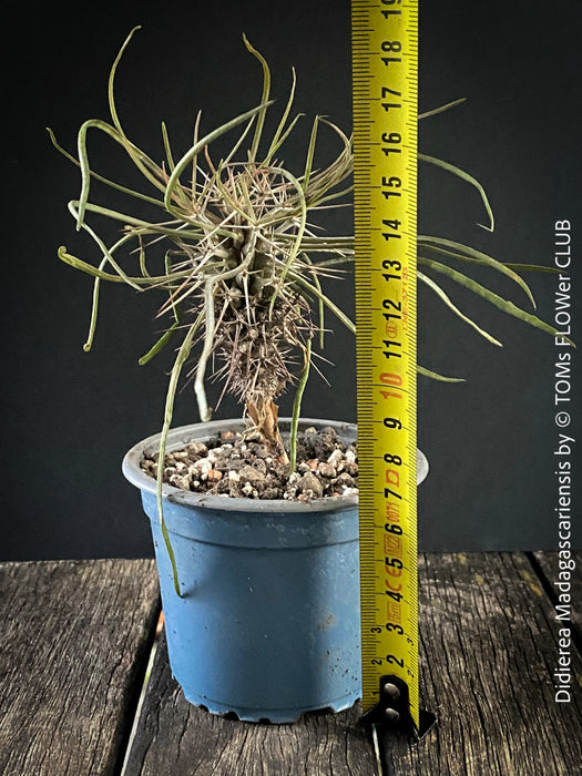 Didierea madagascariensis, organically grown succulent plants from Madagaskar for sale at TOMs FLOWer CLUB.