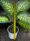 Dieffenbachia Robusta, dumb cane, organically grown tropical plants for sale at TOMs FLOWer CLUB.