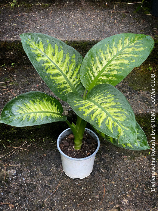 Dieffenbachia Robusta, dumb cane, organically grown tropical plants for sale at TOMs FLOWer CLUB.
