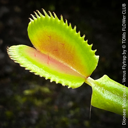Dionaea muscipula – The Iconic Venus Flytrap, organically grown tropical plants for sale at TOMs FLOWer CLUB.