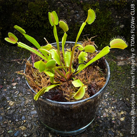 Dionaea muscipula – The Iconic Venus Flytrap, organically grown tropical plants for sale at TOMs FLOWer CLUB.