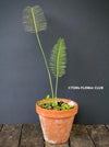 Dioon edule, organically grown palm fern plants for sale at TOMs FLOWer CLUB.