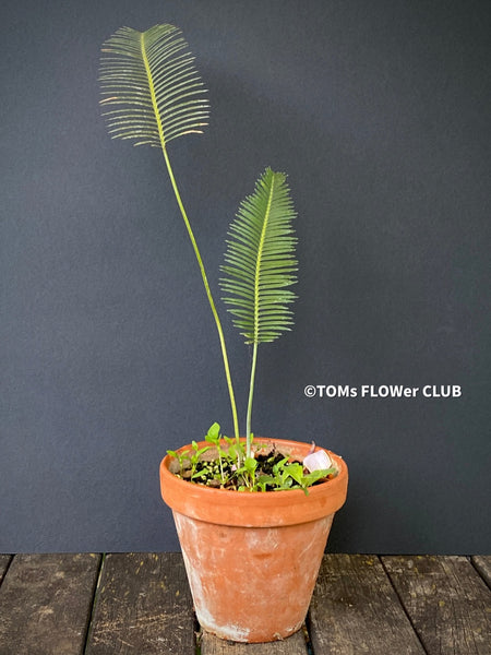 Dioon edule, organically grown palm fern plants for sale at TOMs FLOWer CLUB.