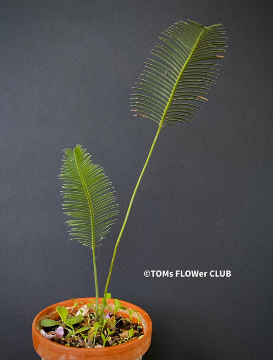 Dioon edule, organically grown palm fern plants for sale at TOMs FLOWer CLUB.