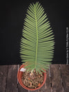 Leaf detail of Dioon edule, organically grown palm fern plants for sale at TOMs FLOWer CLUB.