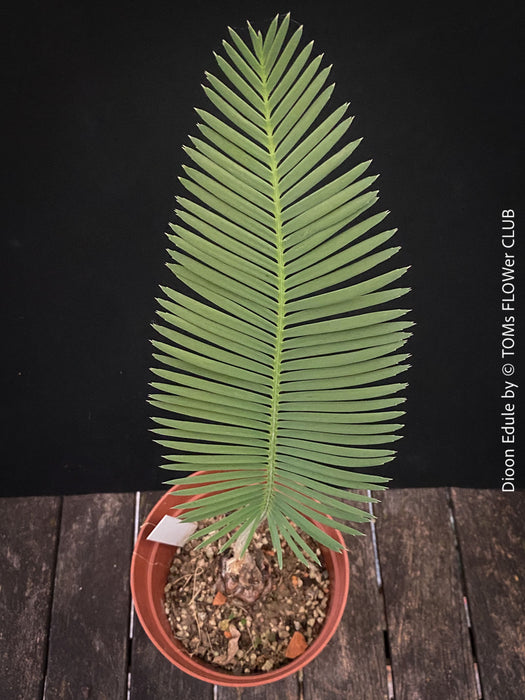 Leaf detail of Dioon edule, organically grown palm fern plants for sale at TOMs FLOWer CLUB.