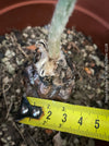 Dioon edule, organically grown palm fern plants for sale at TOMs FLOWer CLUB.