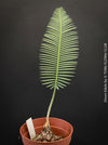 Dioon edule, organically grown palm fern plants for sale at TOMs FLOWer CLUB.