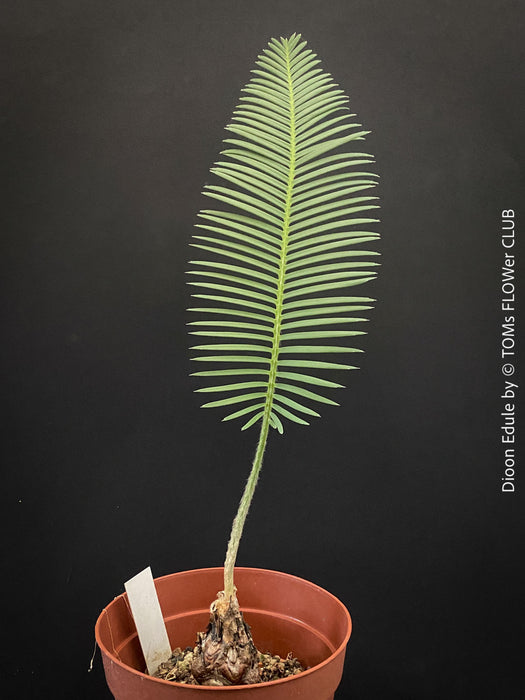 Dioon edule, organically grown palm fern plants for sale at TOMs FLOWer CLUB.