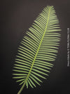 Stunning leaf of Dioon edule, organically grown palm fern plants for sale at TOMs FLOWer CLUB.