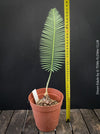 Dioon edule, organically grown palm fern plants for sale at TOMs FLOWer CLUB.