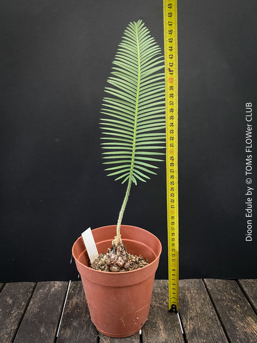 Dioon edule, organically grown palm fern plants for sale at TOMs FLOWer CLUB.