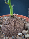 Dioscorea elephantipes Elephant’s Foot caudex plant from TOMS FLOWer CLUB collection for sale in Switzerland