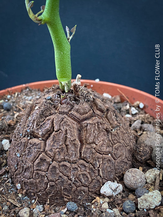 Dioscorea elephantipes Elephant’s Foot caudex plant from TOMS FLOWer CLUB collection for sale in Switzerland