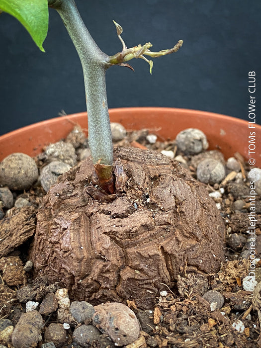 Dioscorea elephantipes Turtle Plant with 5 cm caudex grown from seed at TOMs FLOWer CLUB