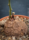 Dioscorea elephantipes Turtle Plant for sale  at TOMs FLOWer CLUB