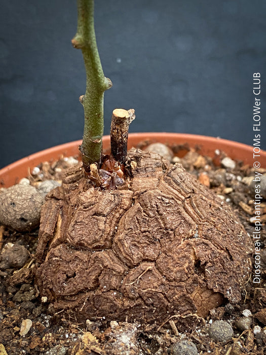 Dioscorea elephantipes Turtle Plant for sale  at TOMs FLOWer CLUB