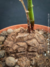 Dioscorea elephantipes caudex with developing turtle-shell cork plates
