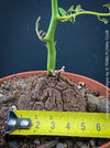 Dioscorea elephantipes caudex with developing turtle-shell cork plates