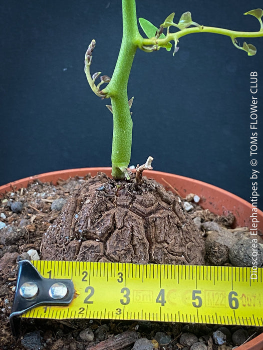 Dioscorea elephantipes caudex with developing turtle-shell cork plates