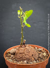 Dioscorea elephantipes Turtle Plant in organic well-draining substrate