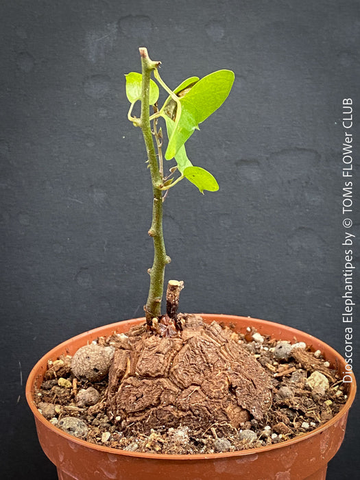 Dioscorea elephantipes Turtle Plant in organic well-draining substrate