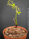 Dioscorea elephantipes Turtle Plant in organic well-draining substrate