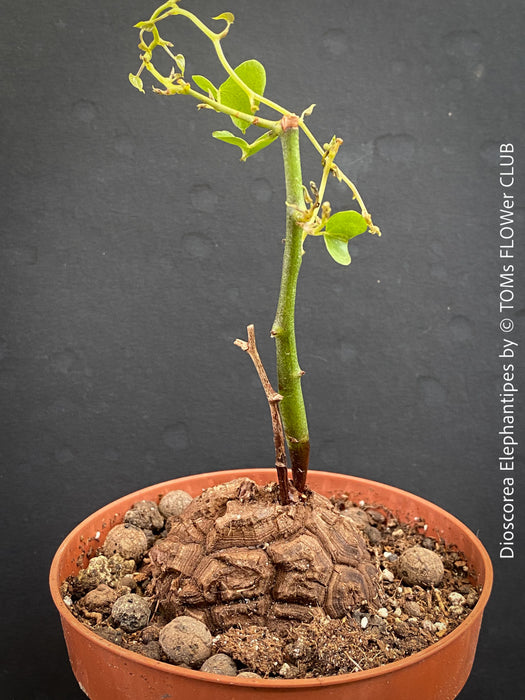 Dioscorea elephantipes Turtle Plant in organic well-draining substrate
