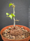 Dioscorea elephantipes Turtle Plant in organic well-draining substrate