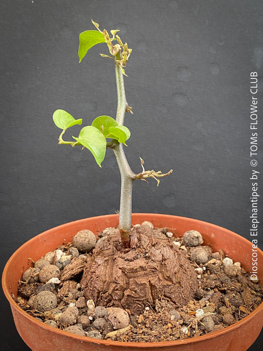 Dioscorea elephantipes Turtle Plant in organic well-draining substrate
