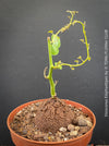 Dioscorea elephantipes Elephant’s Foot caudex plant for sale in Switzerland