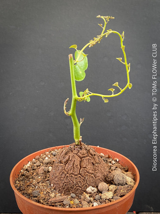 Dioscorea elephantipes Elephant’s Foot caudex plant for sale in Switzerland