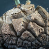 Close up of Dioscorea elephantipes Elephant’s Foot caudex plant for sale in Switzerland