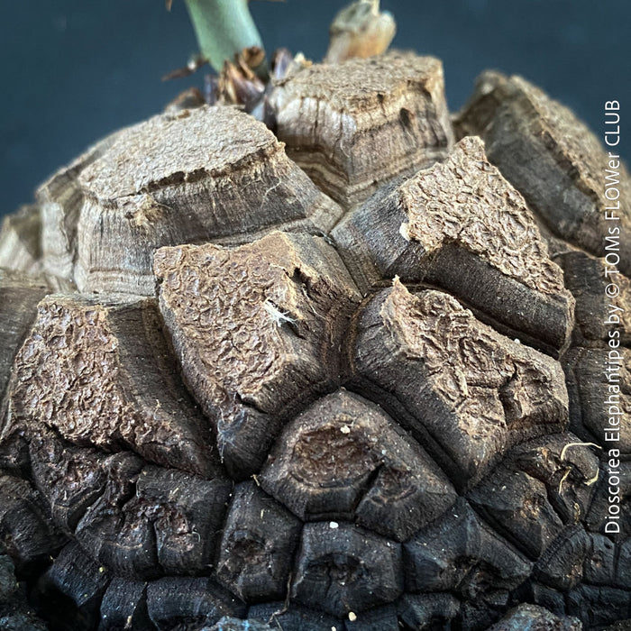 Close up of Dioscorea elephantipes Elephant’s Foot caudex plant for sale in Switzerland