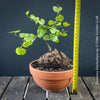 Collection plant Dioscorea elephantipes Elephant’s Foot caudex plant for sale in Switzerland
