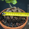 Caudex of Dioscorea elephantipes Elephant’s Foot caudex plant for sale in Switzerland