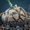 Mature Dioscorea elephantipes Elephant’s Foot caudex plant for sale in Switzerland