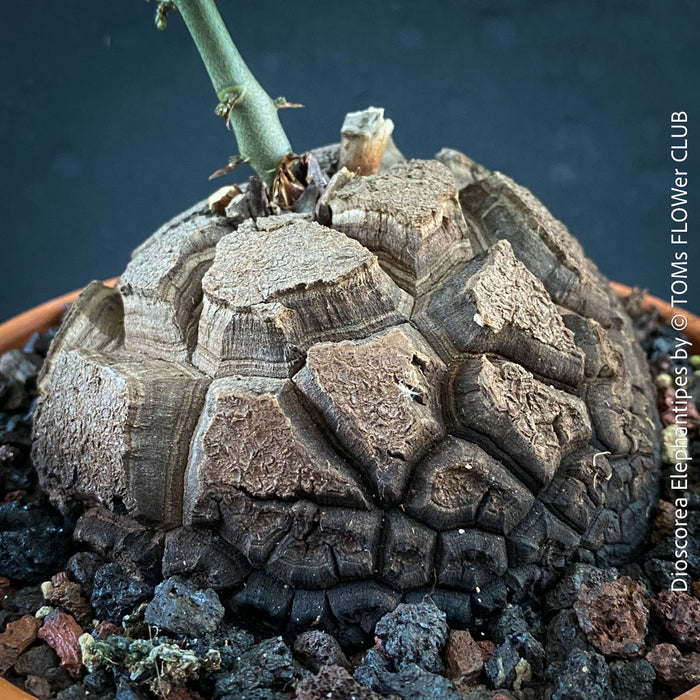 Mature Dioscorea elephantipes Elephant’s Foot caudex plant for sale in Switzerland