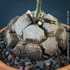 Well established caudex of Dioscorea elephantipes Elephant’s Foot caudex plant for sale in Switzerland