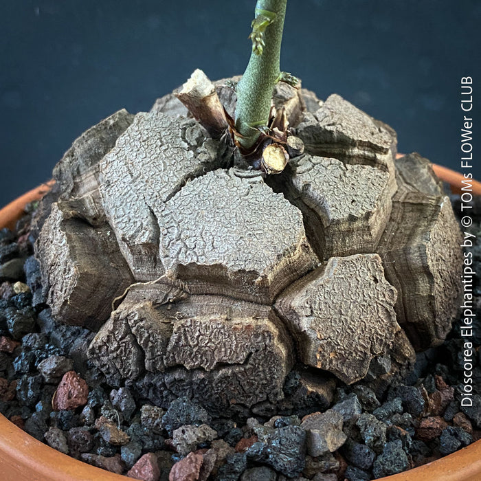 Well established caudex of Dioscorea elephantipes Elephant’s Foot caudex plant for sale in Switzerland