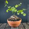 Dioscorea elephantipes Elephant’s Foot caudex plant from TOMS FLOWer CLUB collection for sale in Switzerland