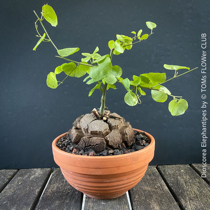 Dioscorea elephantipes Elephant’s Foot caudex plant from TOMS FLOWer CLUB collection for sale in Switzerland