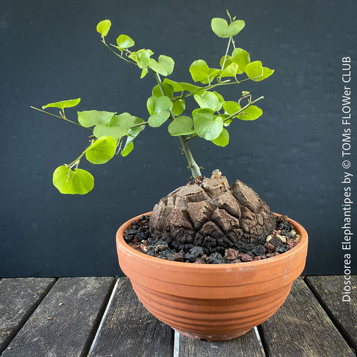 Dioscorea elephantipes Elephant’s Foot caudex plant from TOMS FLOWer CLUB collection for sale in Switzerland