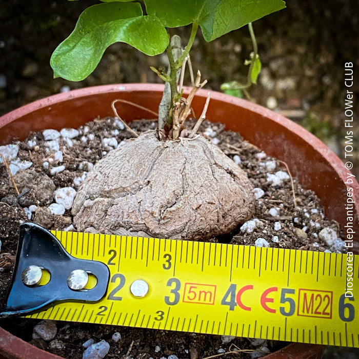 Dioscorea Elephantipes, turtle plant, organically grown tropical, succulent and caudex plants for sale at TOMs FLOWer CLUB.