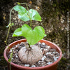 Dioscorea Elephantipes, turtle plant, organically grown tropical, succulent and caudex plants for sale at TOMs FLOWer CLUB.